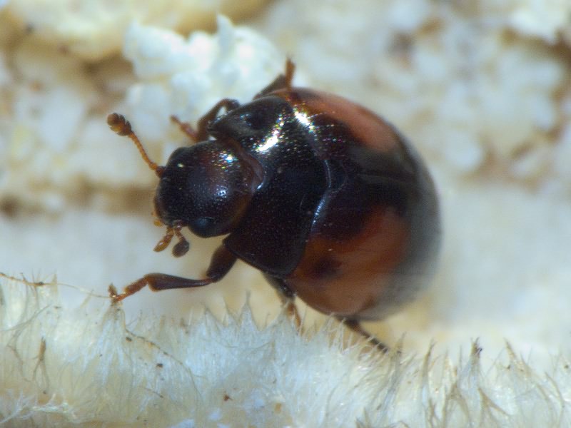 Tritoma bipustulata Fabricius, 1775